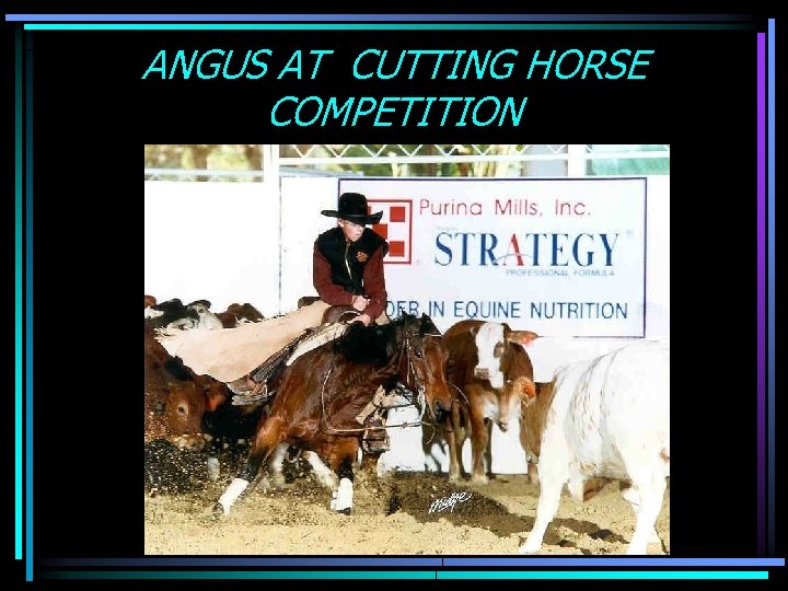 ANGUS AT CUTTING HORSE COMPETITION 