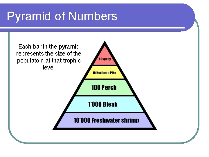 Pyramid of Numbers Each bar in the pyramid represents the size of the populatoin
