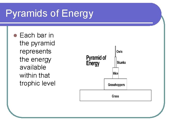 Pyramids of Energy l Each bar in the pyramid represents the energy available within