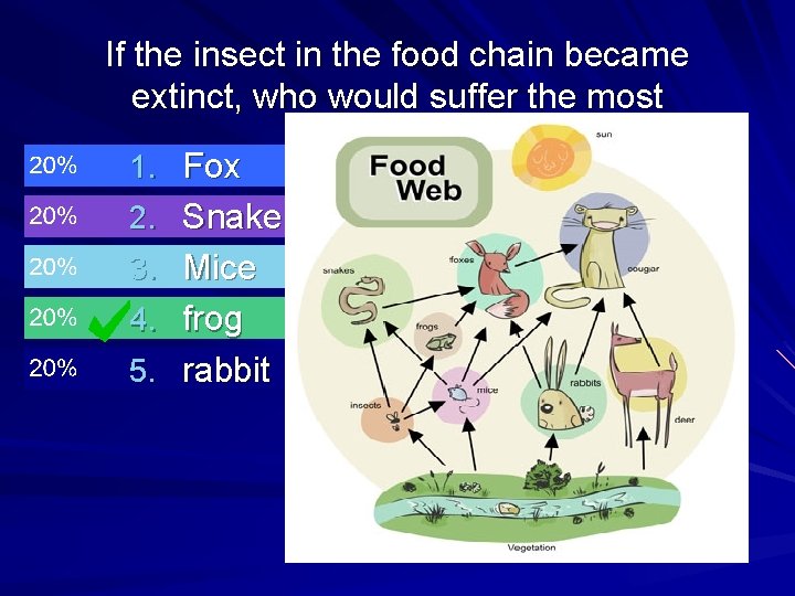 If the insect in the food chain became extinct, who would suffer the most