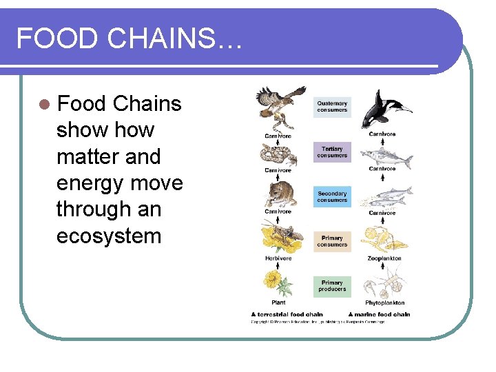 FOOD CHAINS… l Food Chains show matter and energy move through an ecosystem 