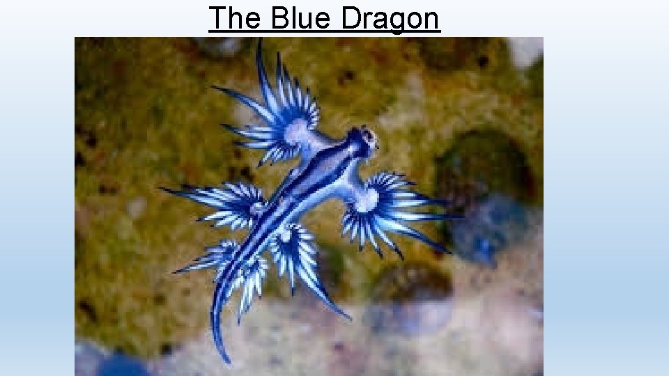 The Blue Dragon 
