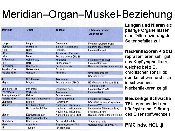 Meridian–Organ–Muskel-Beziehung Lungen und Nieren als paarige Organe lassen eine Differenzierung des Seitenbefalles zu! Nackenflexoren