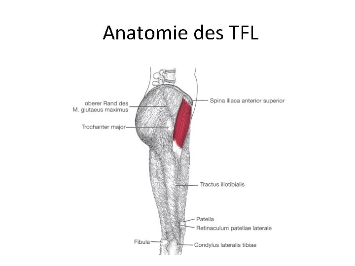 Anatomie des TFL 