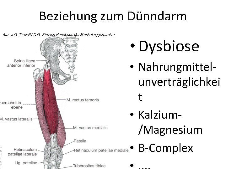 Beziehung zum Dünndarm Aus: J. G. Travell / D. G. Simons Handbuch der Muskeltriggerpunkte