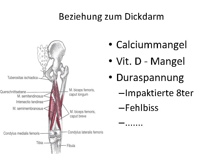 Beziehung zum Dickdarm • Calciummangel • Vit. D - Mangel • Duraspannung – Impaktierte
