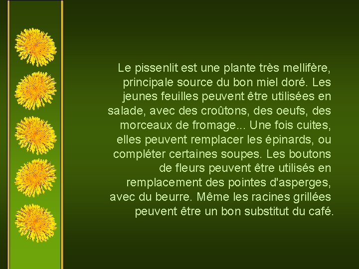 Le pissenlit est une plante très mellifère, principale source du bon miel doré. Les