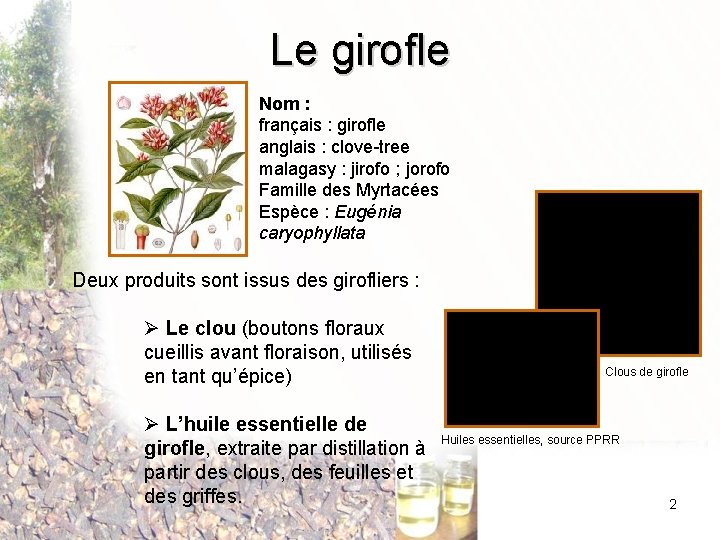 Le girofle Nom : français : girofle anglais : clove-tree malagasy : jirofo ;