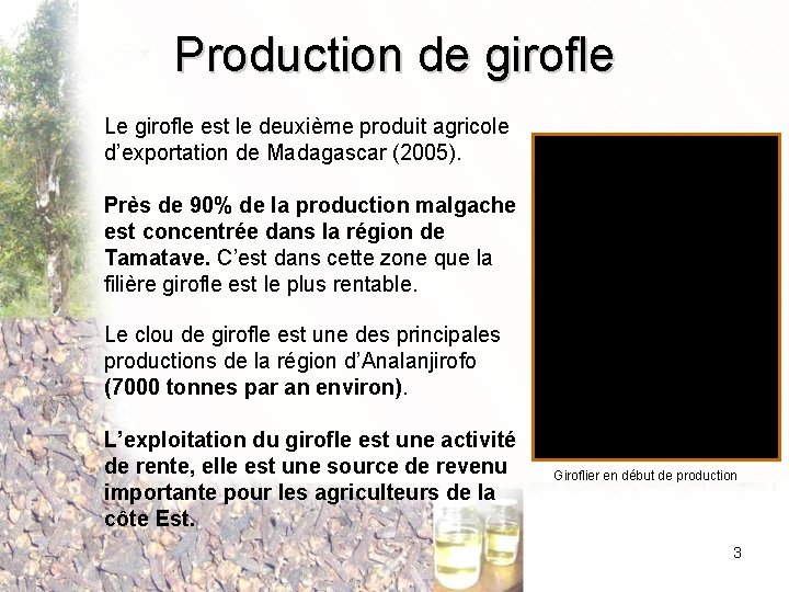 Production de girofle Le girofle est le deuxième produit agricole d’exportation de Madagascar (2005).