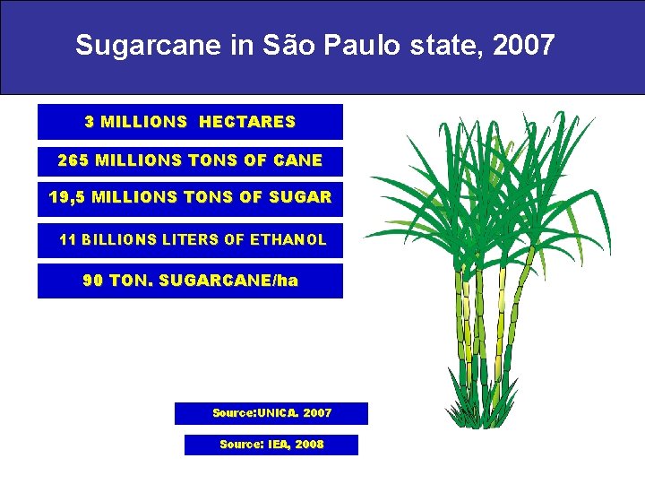 Sugarcane in São Paulo state, 2007 3 MILLIONS HECTARES 265 MILLIONS TONS OF CANE