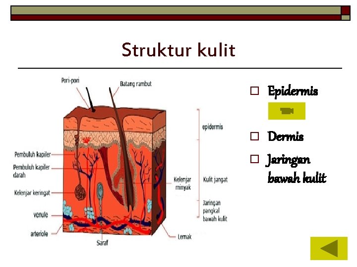 Struktur kulit o Epidermis o Dermis Jaringan bawah kulit o 