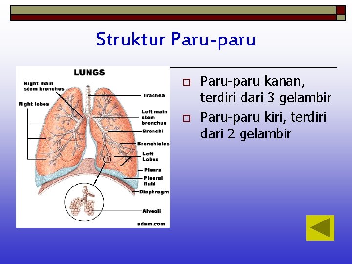 Struktur Paru-paru o o Paru-paru kanan, terdiri dari 3 gelambir Paru-paru kiri, terdiri dari