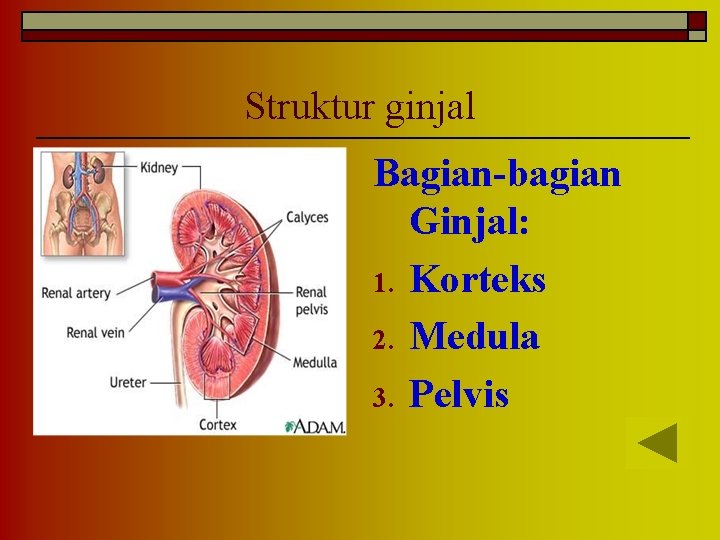 Struktur ginjal Bagian-bagian Ginjal: 1. Korteks 2. Medula 3. Pelvis 