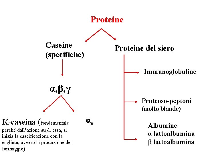 Proteine Caseine (specifiche) Proteine del siero Immunoglobuline α, β, γ Proteoso-peptoni (molto blande) K-caseina