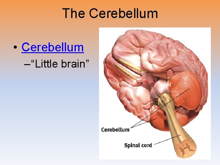 The Cerebellum • Cerebellum – “Little brain” 