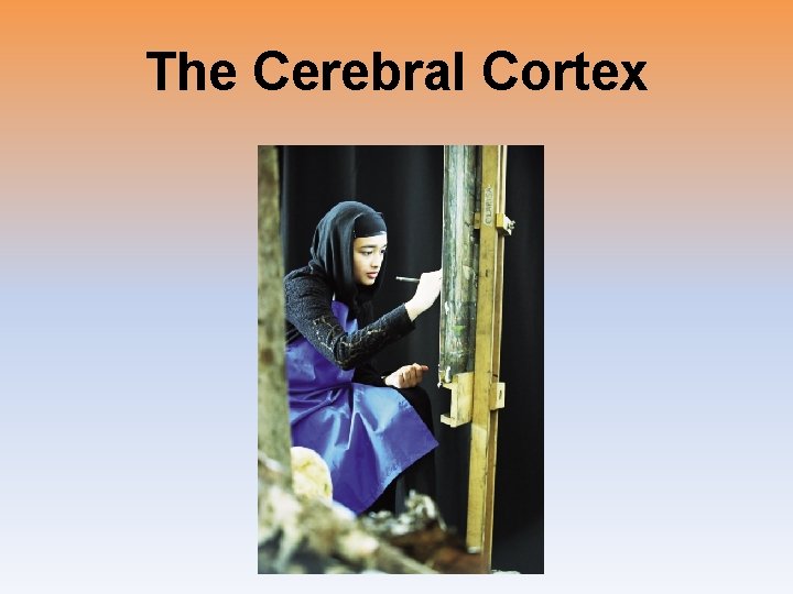 The Cerebral Cortex 