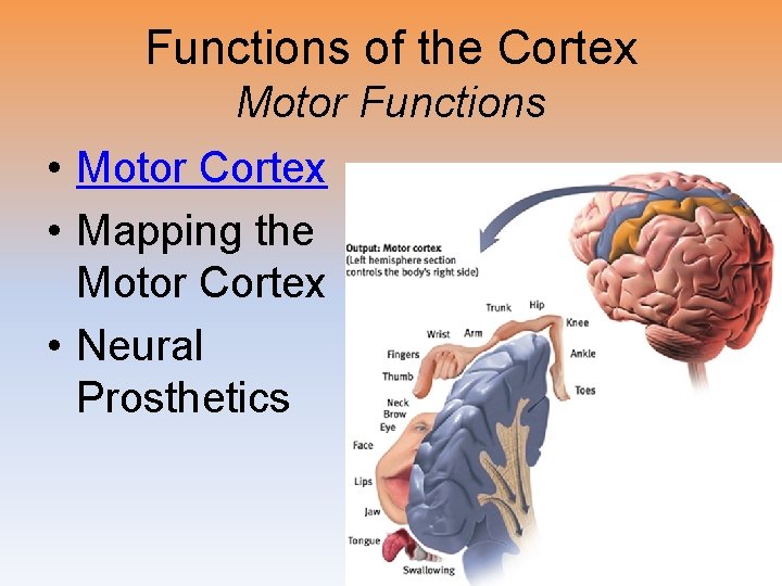 Functions of the Cortex Motor Functions • Motor Cortex • Mapping the Motor Cortex