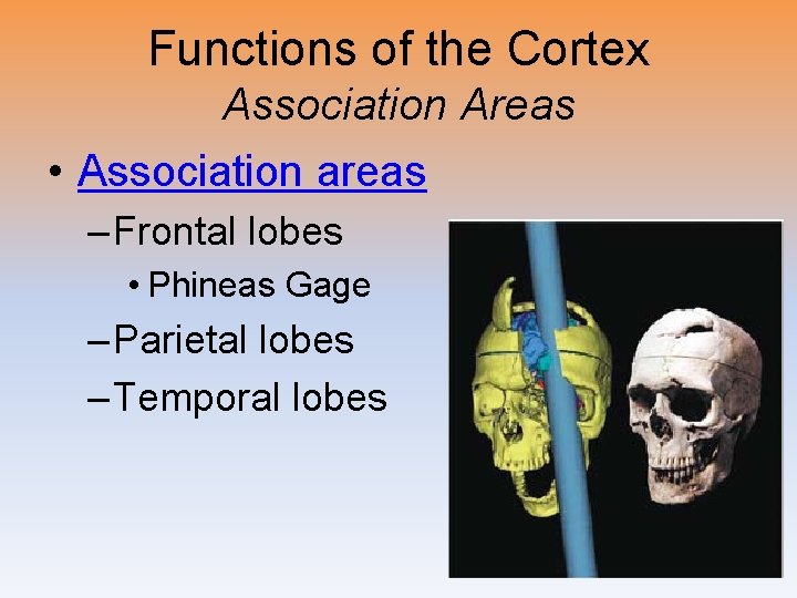 Functions of the Cortex Association Areas • Association areas – Frontal lobes • Phineas