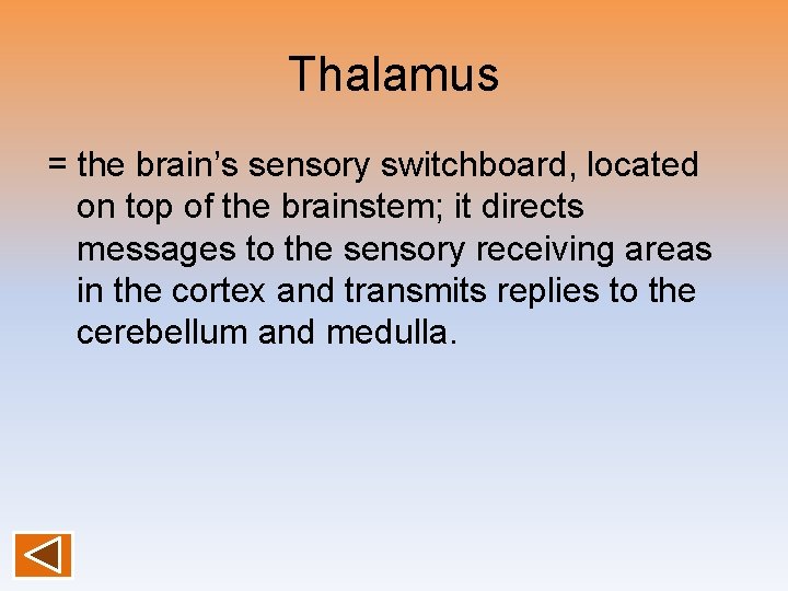 Thalamus = the brain’s sensory switchboard, located on top of the brainstem; it directs