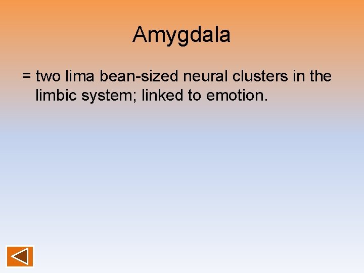 Amygdala = two lima bean-sized neural clusters in the limbic system; linked to emotion.