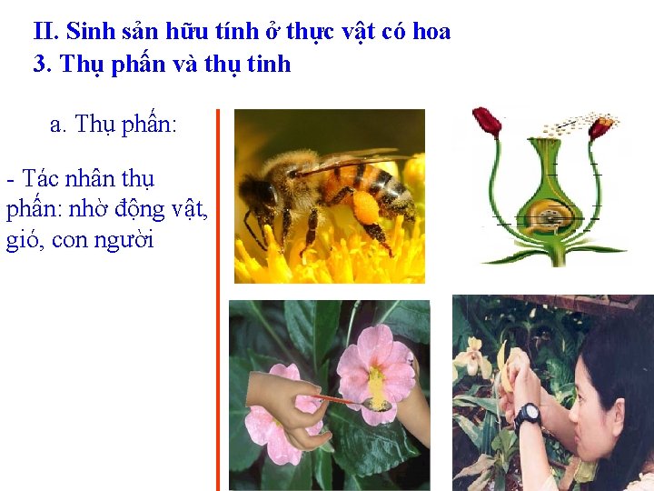 II. Sinh sản hữu tính ở thực vật có hoa 3. Thụ phấn và