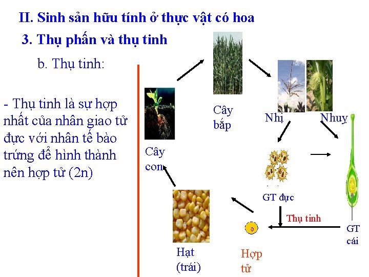 II. Sinh sản hữu tính ở thực vật có hoa 3. Thụ phấn và
