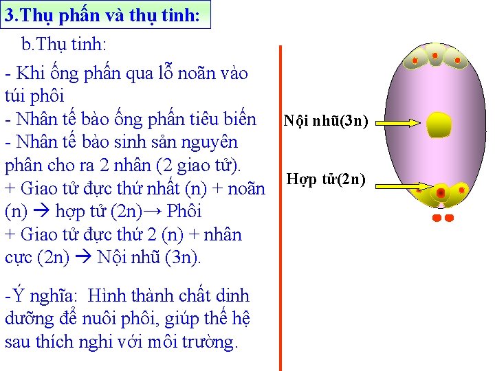 3. Thụ phấn và thụ tinh: b. Thụ tinh: - Khi ống phấn qua