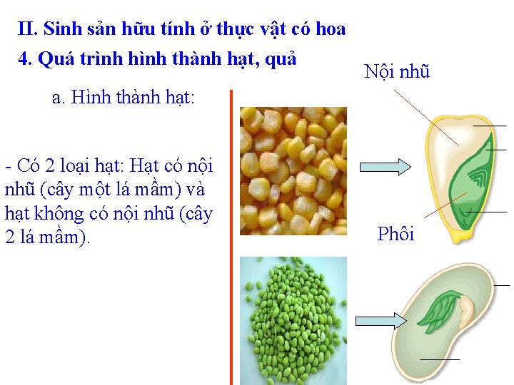 II. Sinh sản hữu tính ở thực vật có hoa 4. Quá trình hình