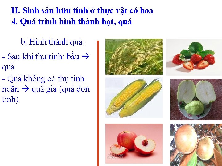 II. Sinh sản hữu tính ở thực vật có hoa 4. Quá trình hình