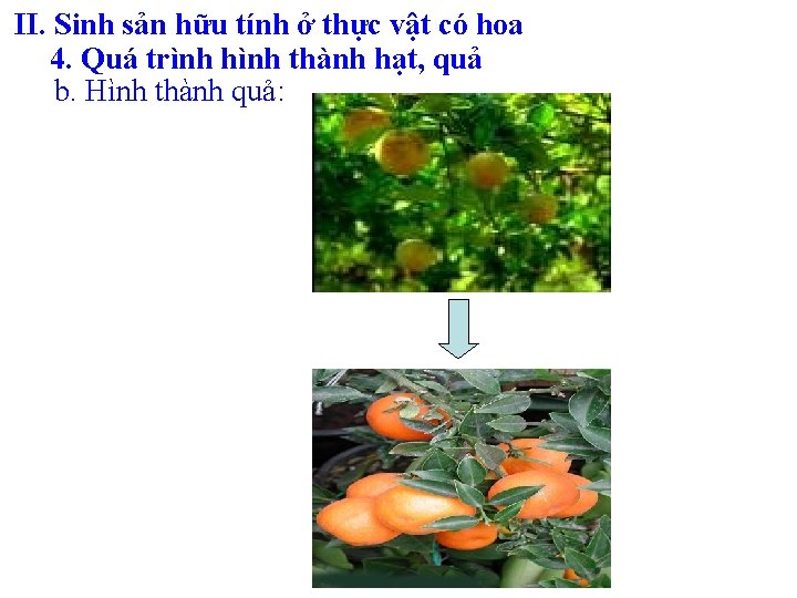 II. Sinh sản hữu tính ở thực vật có hoa 4. Quá trình hình