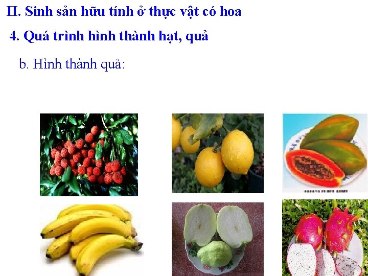 II. Sinh sản hữu tính ở thực vật có hoa 4. Quá trình hình