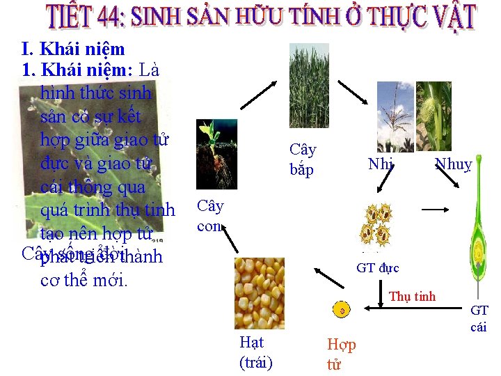 I. Khái niệm 1. Khái niệm: Là hình thức sinh sản có sự kết