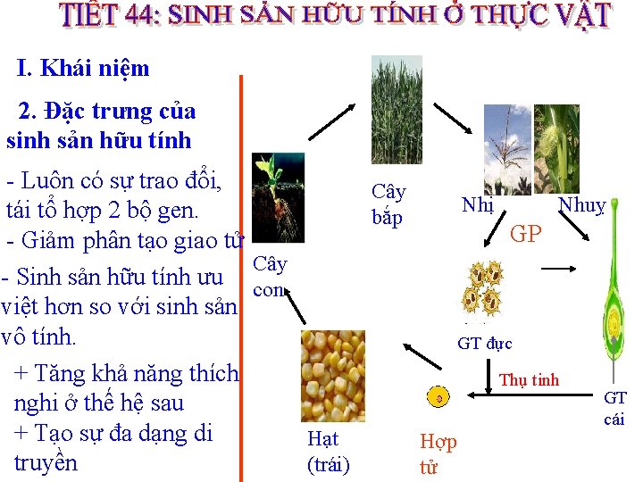 I. Khái niệm 2. Đặc trưng của sinh sản hữu tính - Luôn có