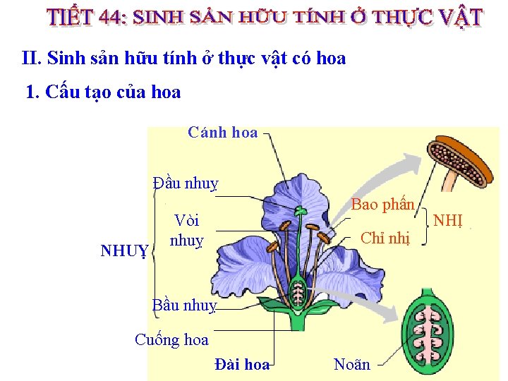 II. Sinh sản hữu tính ở thực vật có hoa 1. Cấu tạo của