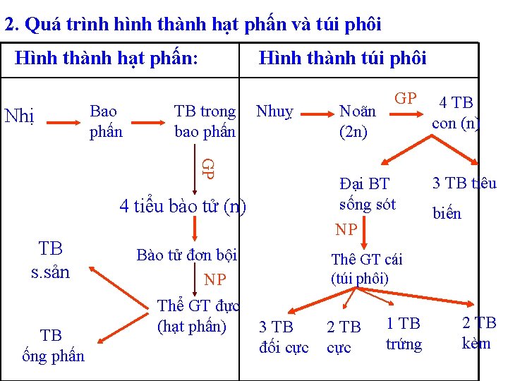 2. Quá trình hình thành hạt phấn và túi phôi Hình thành hạt phấn: