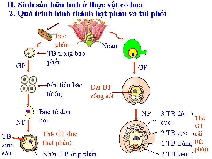 II. Sinh sản hữu tính ở thực vật có hoa 2. Quá trình hình