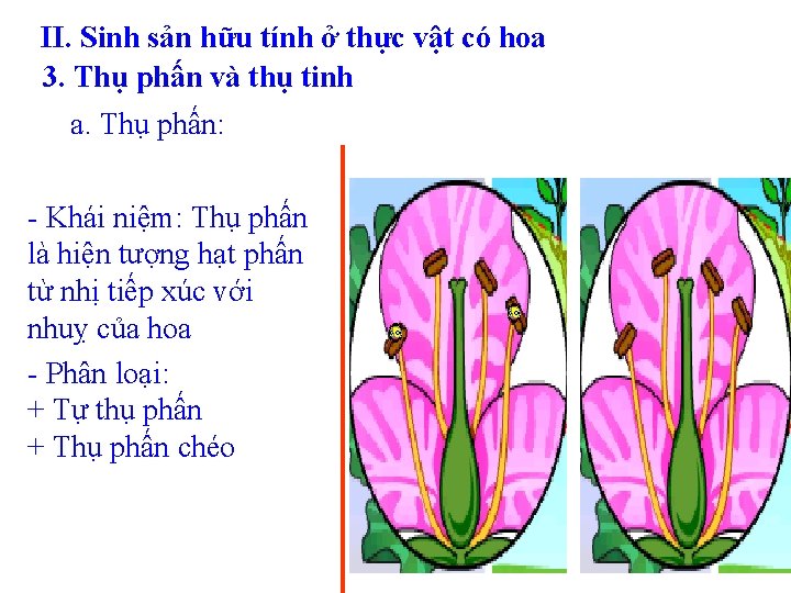 II. Sinh sản hữu tính ở thực vật có hoa 3. Thụ phấn và