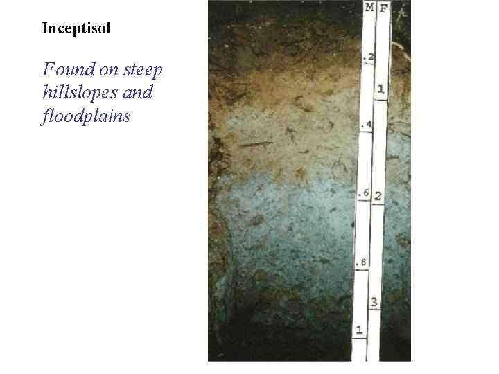 Inceptisol Found on steep hillslopes and floodplains 