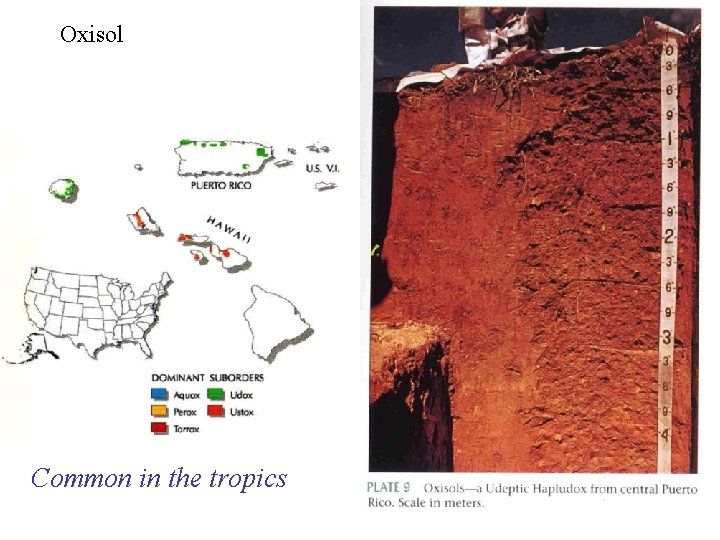 Oxisol Common in the tropics 