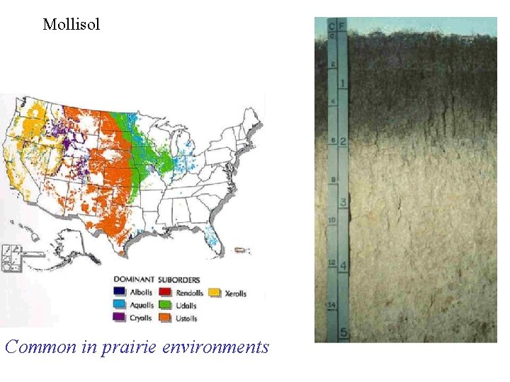 Mollisol Common in prairie environments 