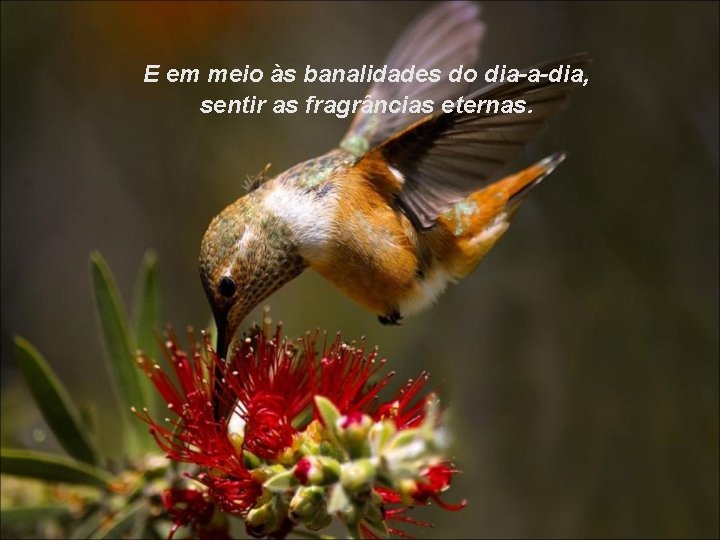 E em meio às banalidades do dia-a-dia, sentir as fragrâncias eternas. 