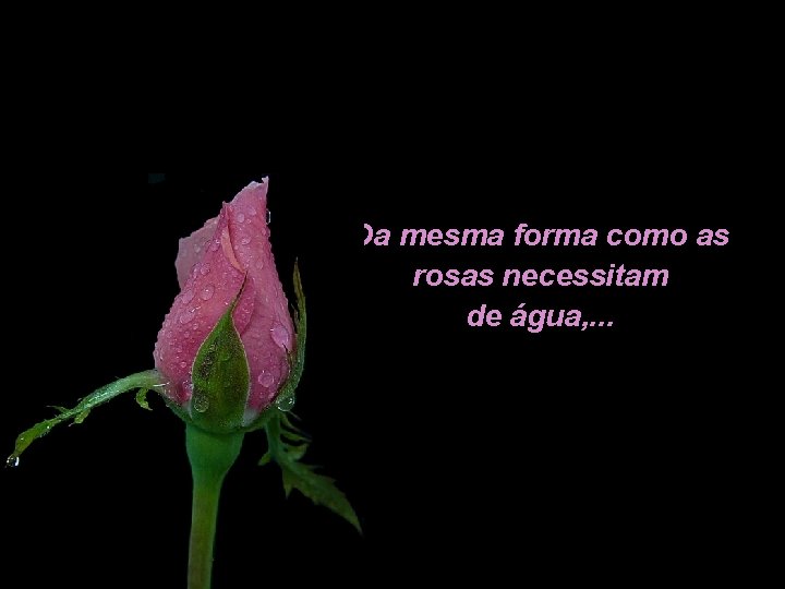 Da mesma forma como as rosas necessitam de água, . . . 