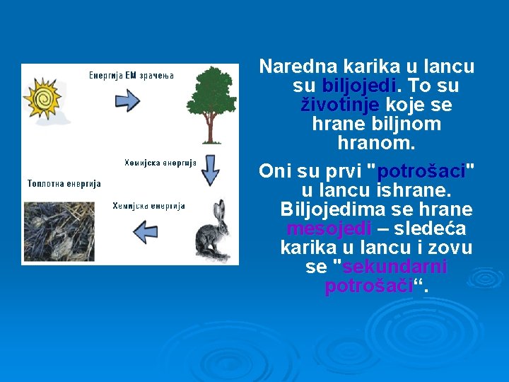 Naredna karika u lancu su biljojedi. To su životinje koje se hrane biljnom hranom.