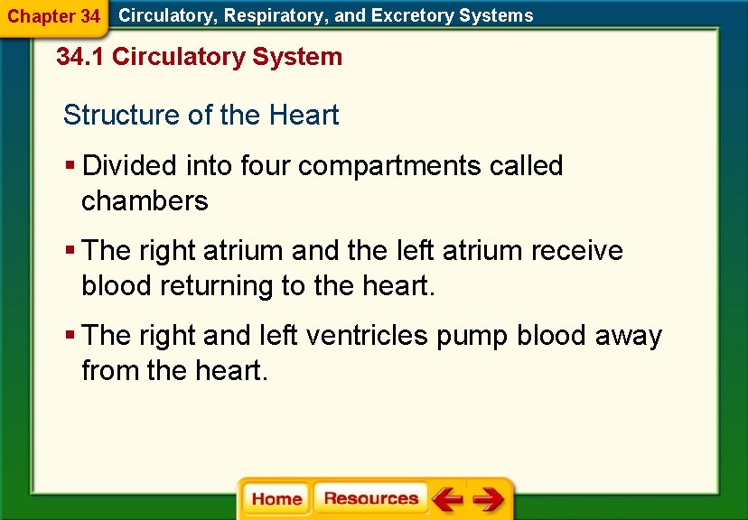 Chapter 34 Circulatory, Respiratory, and Excretory Systems 34. 1 Circulatory System Structure of the