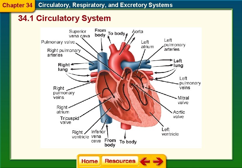 Chapter 34 Circulatory, Respiratory, and Excretory Systems 34. 1 Circulatory System 