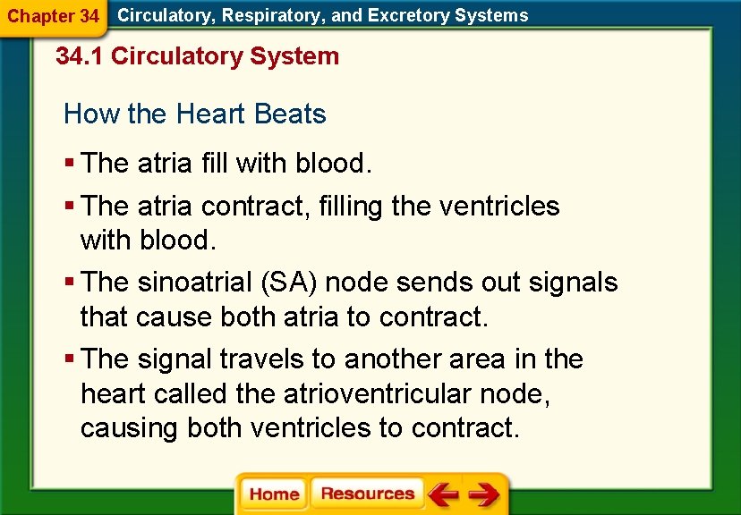 Chapter 34 Circulatory, Respiratory, and Excretory Systems 34. 1 Circulatory System How the Heart