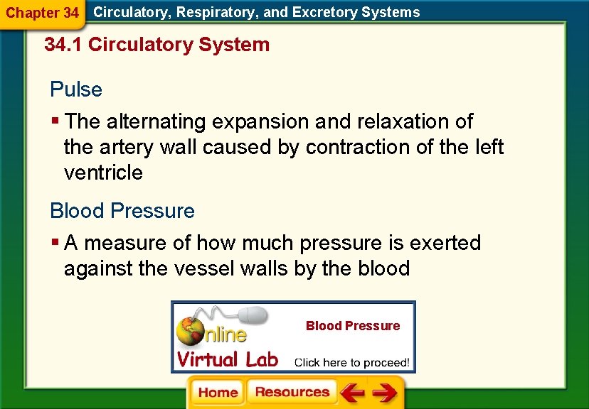 Chapter 34 Circulatory, Respiratory, and Excretory Systems 34. 1 Circulatory System Pulse § The