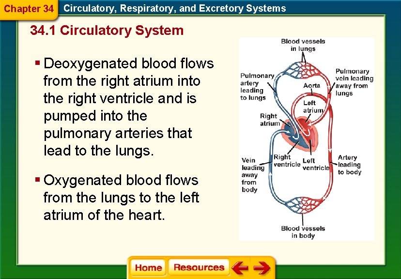 Chapter 34 Circulatory, Respiratory, and Excretory Systems 34. 1 Circulatory System § Deoxygenated blood