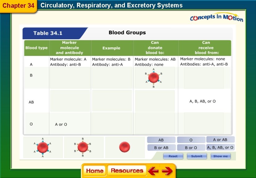 Chapter 34 Circulatory, Respiratory, and Excretory Systems 