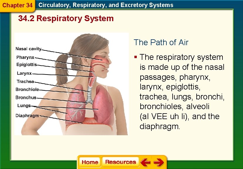 Chapter 34 Circulatory, Respiratory, and Excretory Systems 34. 2 Respiratory System The Path of